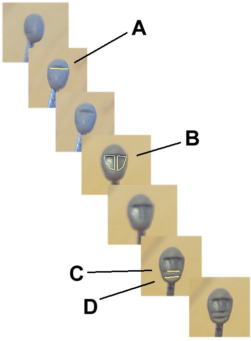 Things to make and do - Sculpting figures